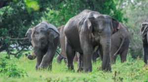 Wildlife and Heritage: A 4-Day Sri Lankan Escape