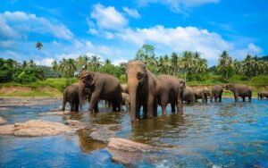 Sri Lanka's Cultural and Coastal Treasures - 9 Days